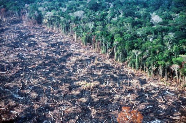Foresta amazzonica tagliata e bruciata dai coloni per trasformarla in pascolod