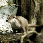 Continuano le segnalazioni di lontra in Abruzzo