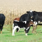 Latte di mucca OGM (un po’ pecora) per ridurre le allergie
