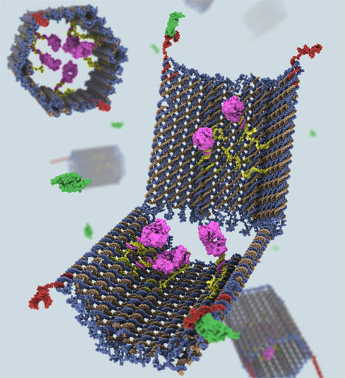 Nano robot fatti di Dna per combattere in cancro