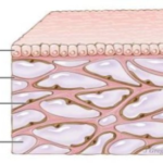 Enigmi dell’anatomia umana. Scoperto un nuovo organo