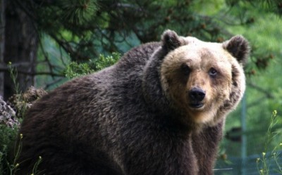 orso marsicano