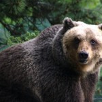 Abruzzo, tubercolosi bovina e orso marsicano: <br> Gaianews.it intervista il presidente del Parco Carrara