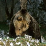 I cacciatori firmano protocollo a favore dell’orso marsicano