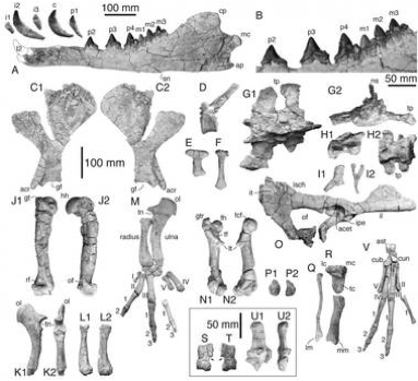 Ossa del Peregocetus: mandibola, denti, scapola, vertebre, elementi dello sterno e del bacino ed evidenti arti posteriori (Crediti: G. Bianucci)