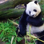 Panda, attraverso i geni la storia delle popolazioni per aiutare la conservazione