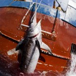 Greenpeace contro la pesca pirata nell’Oceno Indiano