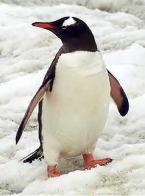 pinguino-1