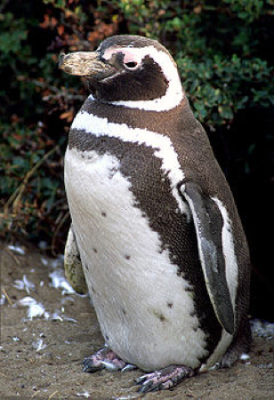 pinguino-2