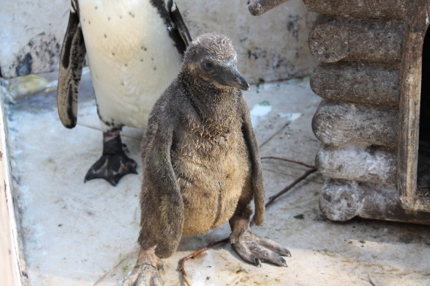 Nasce un pinguino nello Zoosafari di Fasano