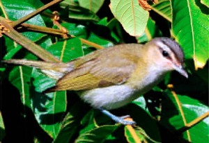 Il vireone (Vireonidae), uccello passeriforme diffuso nel continente americano, cambia il suo comportamento migratorio a causa dei cambiamenti climatici
