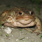 Biodiverse
