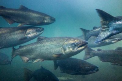 Salmoni. Il nuovo organismo parassita vive nei loro muscoli (Immagine di repertorio)