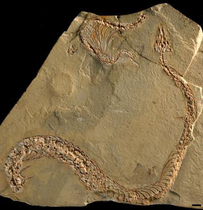 Serpente fossile. Questa foto di Eupodophis descouensi, un serpente fossile del Cretaceo (95 milioni di ani fa) in Libano. Crediti: A. Houssaye