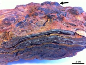 Le stromatoliti più antiche sulla Terra e la ricerca della vita su Marte