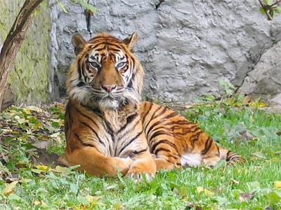 Tigre di Sumatra in uno zoo