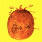 Per la prima volta scoperti globuli rossi fossili conservati nell’ambra