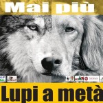 Grosseto: “mai più lupi a metà” <br> Approvato il piano contro il randagismo canino