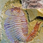 Fossile cambriano sposta indietro l’evoluzione del cervello complesso
