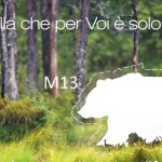 Orso bruno M13: quando un orso confidente non si può recuperare