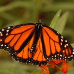 Dal Messico al Canada, il viaggio della farfalla monarca minacciata dagli Ogm