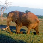 Mali: guerra civile minaccia gli elefanti in via di estinzione