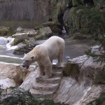 Muore orso polare in uno zoo tedesco: aveva ingerito una giacca e una borsa