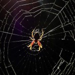 I ragni riconoscono “la musica” della loro tela