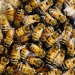 Unione Europea: salviamo le api dai pesticidi
