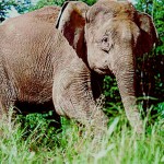 Elefanti del Borneo a rischio: un aiuto arriva dalla genetica