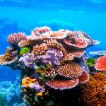 Mappata la Grande Barriera Corallina australiana