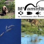M’ammalia: una settimana per sensibilizzare al valore dei mammiferi nei nostri ecosistemi