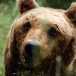 Critica la situazione dell’orso marsicano. Intervista a Eugenio Duprè, Ministero Ambiente