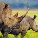 Bracconaggio per l’avorio: non c’è pace per tigri, elefanti e rinoceronti