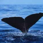KM3NeT, nelle profondità marine alla ricerche di balene e neutrini