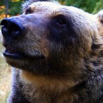 Un romanzo per salvare l’orso marsicano e noi stessi: conversazione con Giuseppe Festa