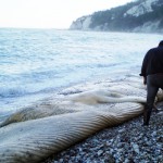 M’ammalia: Dino Scaravelli racconta i cetacei in Italia