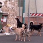 Allevamento dell’orrore a Bologna. Cani tenuti ammucchiati in piccole gabbie