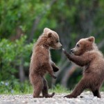 Conta delle femmine coi cuccioli di orso marsicano: <br> buona la produttività, ma ancora troppo alta la mortalità a causa dell’uomo