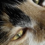 I gatti e gli esseri umani soffrono di forme simili di epilessia