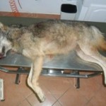Strage di lupi in Maremma, Coldiretti: “Rinchiudere i lupi nelle aree protette”