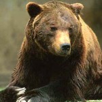 Caccia e orso marsicano: intervista a Augusto De Sanctis, WWF Abruzzo
