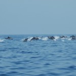 Santuario dei Cetacei: avvistamenti in aumento